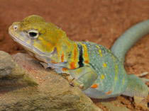 Crotaphytus collaris baileyi "auriceps"